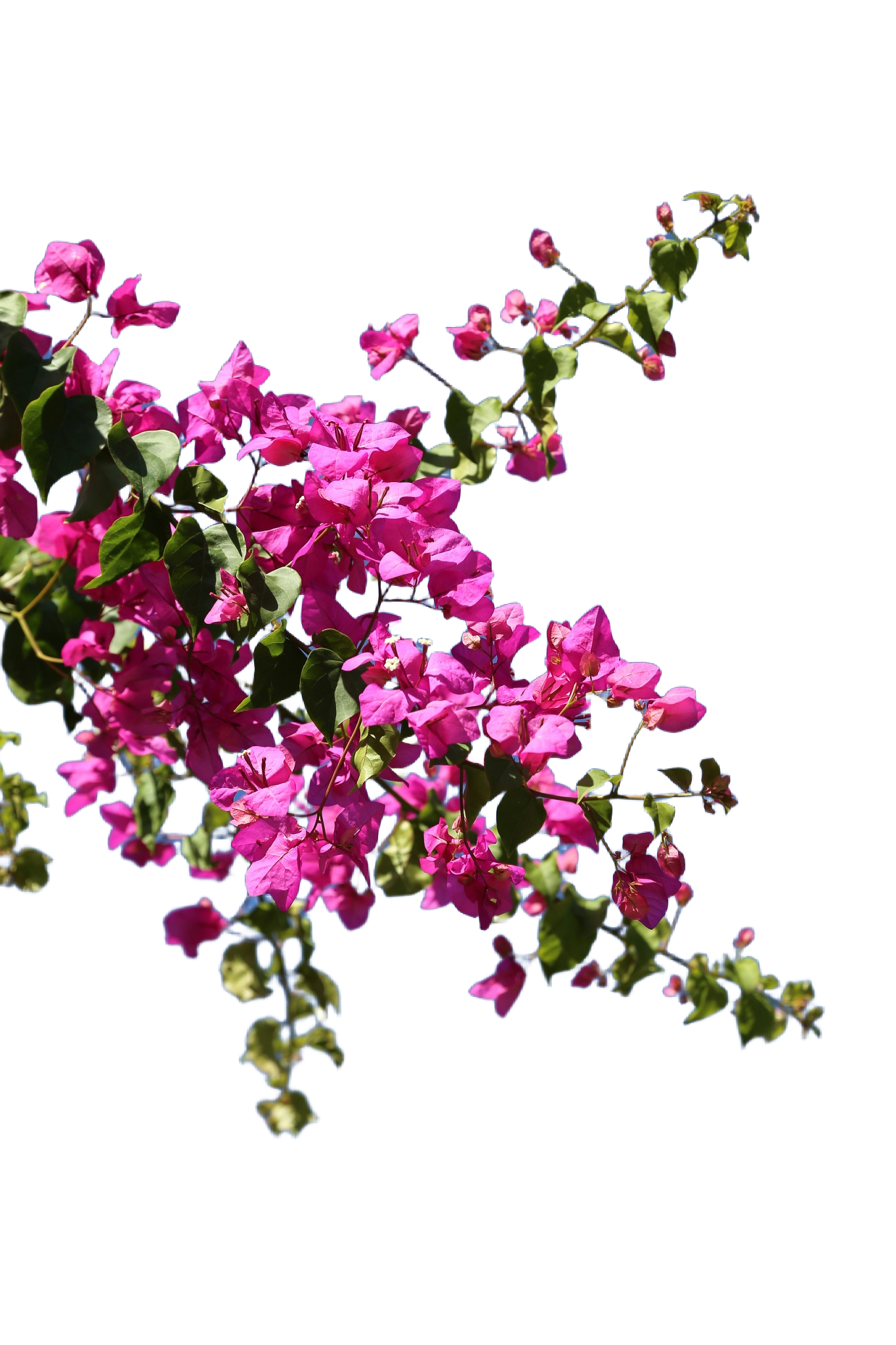 Pink bougainvillea beneath the San Diego sky